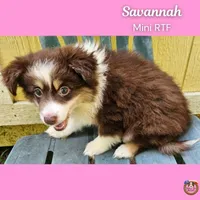 Savannah, a female Miniature Australian Shepherd for sale in Mansfield, TX – 4 of 6