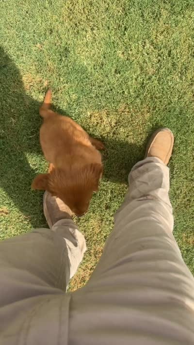 Rooster, a male Golden Retriever for sale in Lubbock, TX – 5 of 5