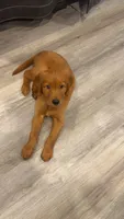 Rooster, a male Golden Retriever for sale in Lubbock, TX – 2 of 5
