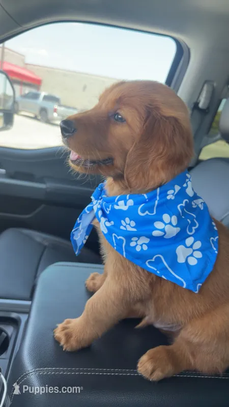 Rooster – Golden Retriever puppy for sale in Lubbock, TX