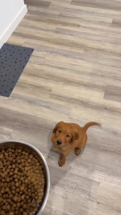 Rooster, a male Golden Retriever for sale in Lubbock, TX – 4 of 5