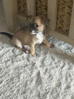 Fawn, a female Chihuahua for sale in Virginia Beach, VA – Photo 6 of 6