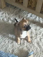 Fawn, a female Chihuahua for sale in Virginia Beach, VA – Photo 4 of 6