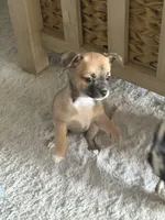 Fawn, a female Chihuahua for sale in Virginia Beach, VA – Photo 2 of 6