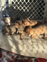 Boy, a male Chihuahua for sale in Virginia Beach, VA – 4 of 10