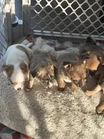 Boy, a male Chihuahua for sale in Virginia Beach, VA – 7 of 10