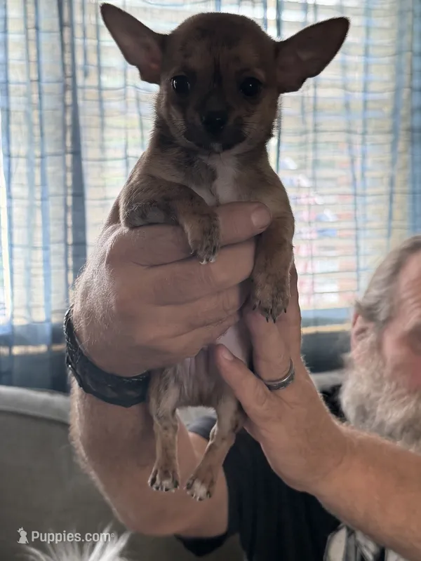 Fawn – Chihuahua puppy for sale in Virginia Beach, VA