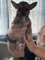 Fawn, a male Chihuahua for sale in Virginia Beach, VA – 1 of 1