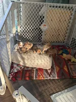 Boy, a male Chihuahua for sale in Virginia Beach, VA – 6 of 10