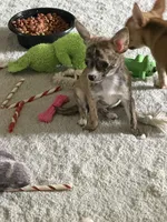 Brindle, a female Chihuahua for sale in Virginia Beach, VA – 5 of 6