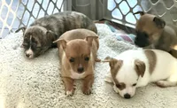 Tan, a male Chihuahua for sale in Virginia Beach, VA – 5 of 5