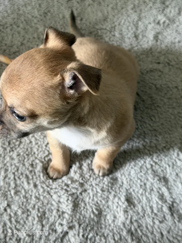 Tan, a male Chihuahua for sale in Virginia Beach, VA – 1 of 5