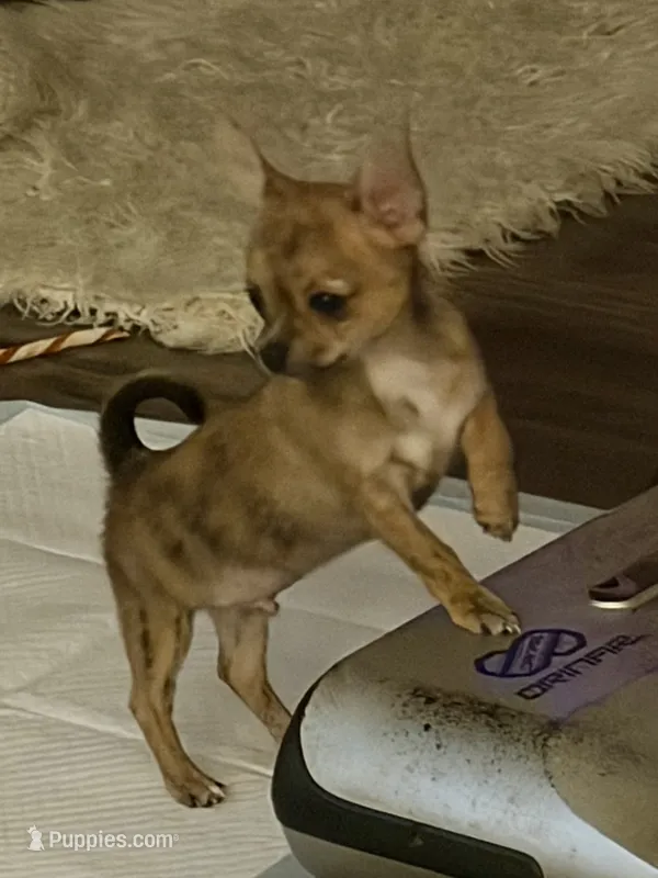 Sable/brindle – Chihuahua puppy for sale in Virginia Beach, VA