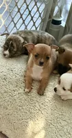 Chihuahua, a female Chihuahua for sale in Virginia Beach, VA – 6 of 10