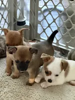 Boy, a male Chihuahua for sale in Virginia Beach, VA – 10 of 10