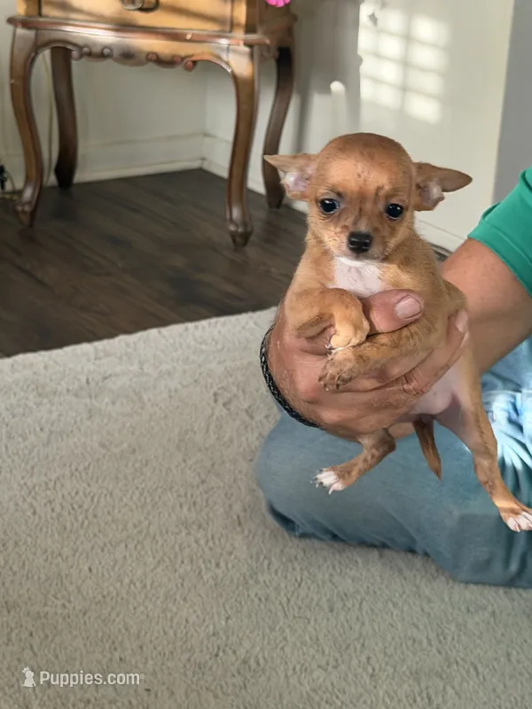 Fawn – Chihuahua puppy for sale in Virginia Beach, VA
