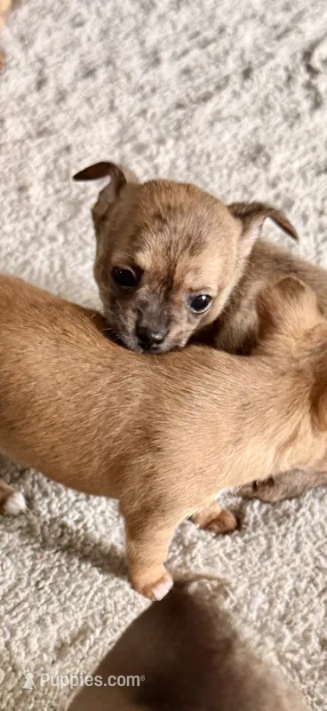 Tan/brindle – Chihuahua puppy for sale in Virginia Beach, VA