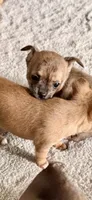 Tan/brindle, a female Chihuahua for sale in Virginia Beach, VA – 1 of 7