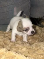 Boy, a male Chihuahua for sale in Virginia Beach, VA – 5 of 8