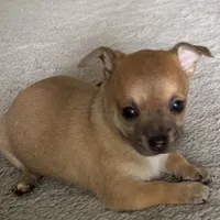 Tan, a male Chihuahua for sale in Virginia Beach, VA – 2 of 5