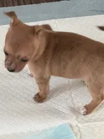 Female, a female Chihuahua for sale in Virginia Beach, VA – 4 of 4