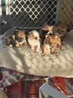 Boy, a male Chihuahua for sale in Virginia Beach, VA – 3 of 10