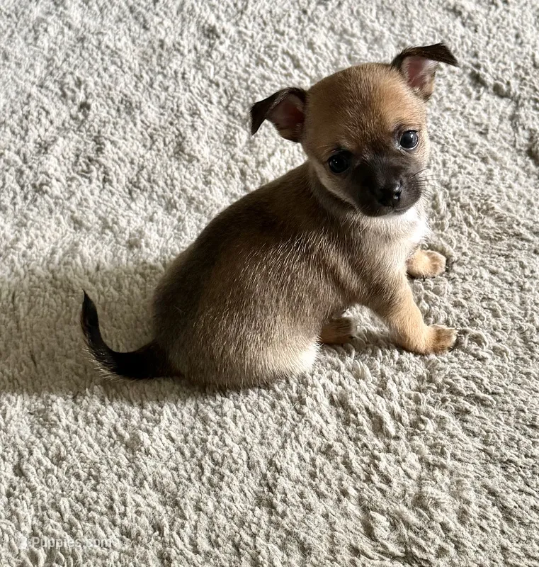 Boy – Chihuahua puppy for sale in Virginia Beach, VA