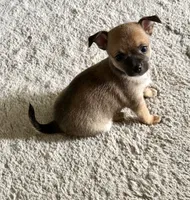 Boy, a male Chihuahua for sale in Virginia Beach, VA – 2 of 10