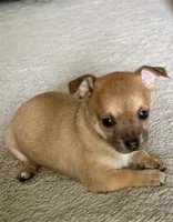 Tan, a male Chihuahua for sale in Virginia Beach, VA – 3 of 5