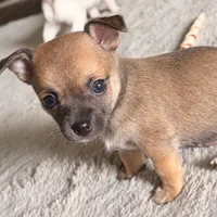 Chihuahua, a female Chihuahua for sale in Virginia Beach, VA – 2 of 10