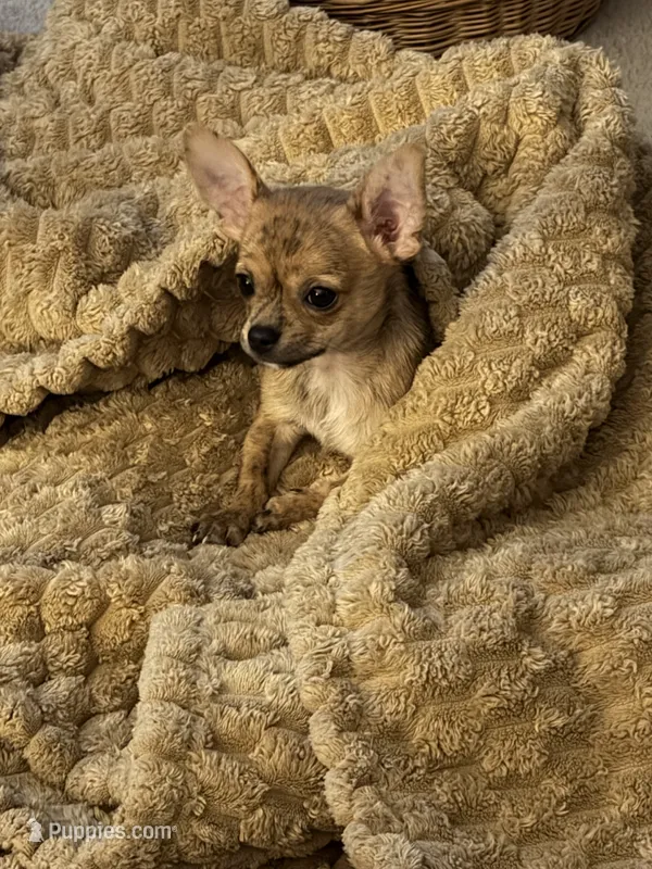 Sable/brindle – Chihuahua puppy for sale in Virginia Beach, VA