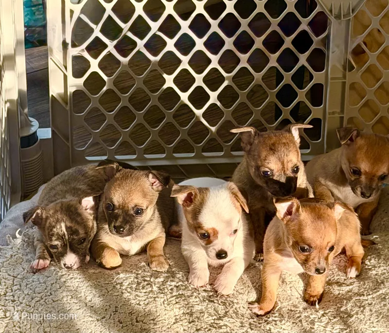 Boy – Chihuahua puppy for sale in Virginia Beach, VA