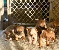 Boy, a male Chihuahua for sale in Virginia Beach, VA – 1 of 10