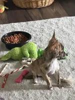 Brindle, a female Chihuahua for sale in Virginia Beach, VA – 3 of 6