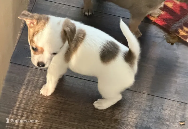 Boy – Chihuahua puppy for sale in Virginia Beach, VA