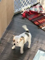 Boy, a male Chihuahua for sale in Virginia Beach, VA – 8 of 8