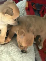 Tan/brindle, a female Chihuahua for sale in Virginia Beach, VA – 4 of 7