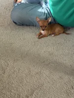 Fawn, a female Chihuahua for sale in Virginia Beach, VA – 2 of 2