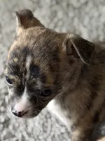 Female, a female Chihuahua for sale in Virginia Beach, VA – 2 of 4