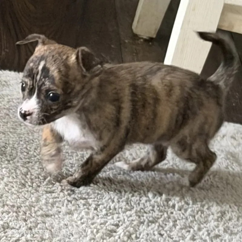 Female – Chihuahua puppy for sale in Virginia Beach, VA