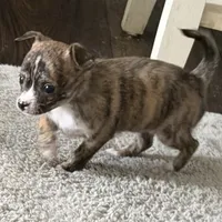 Female, a female Chihuahua for sale in Virginia Beach, VA – 1 of 4