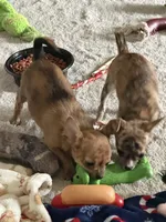 Brindle, a female Chihuahua for sale in Virginia Beach, VA – 2 of 6