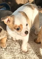 Boy, a male Chihuahua for sale in Virginia Beach, VA – 4 of 8