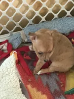 Tan/brindle, a female Chihuahua for sale in Virginia Beach, VA – 7 of 7