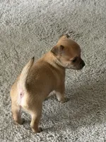 Tan/brindle, a female Chihuahua for sale in Virginia Beach, VA – 2 of 7
