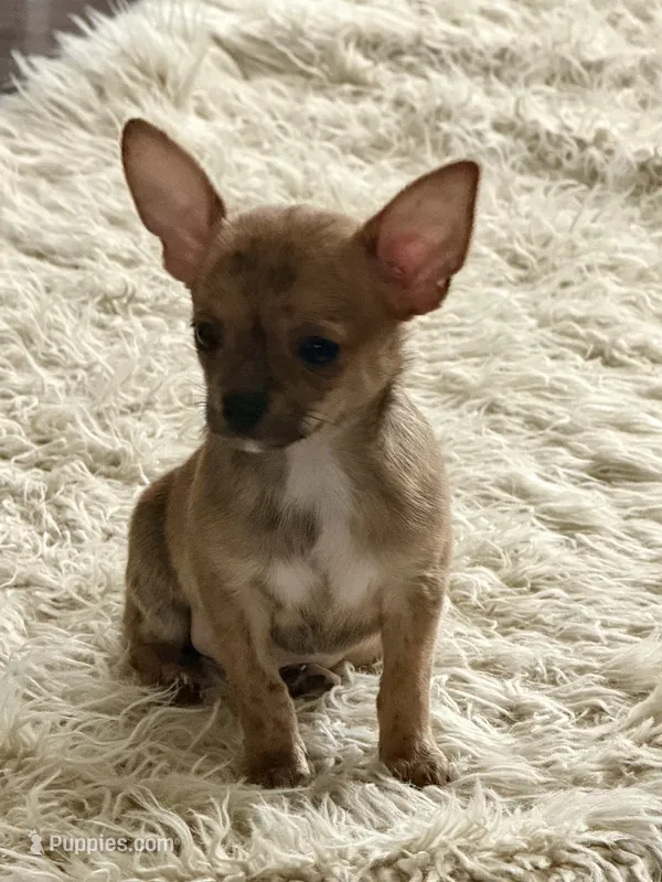 Sable/brindle – Chihuahua puppy for sale in Virginia Beach, VA