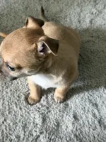 Tan/brindle, a female Chihuahua for sale in Virginia Beach, VA – 3 of 7