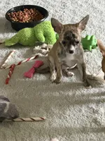 Brindle, a female Chihuahua for sale in Virginia Beach, VA – 6 of 6