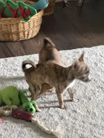 Brindle, a female Chihuahua for sale in Virginia Beach, VA – 4 of 6