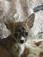 Brindle, a female Chihuahua for sale in Virginia Beach, VA – 1 of 6
